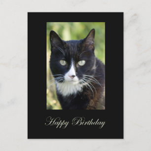 Black & White cat, Happy Birthday postcard. Postcard