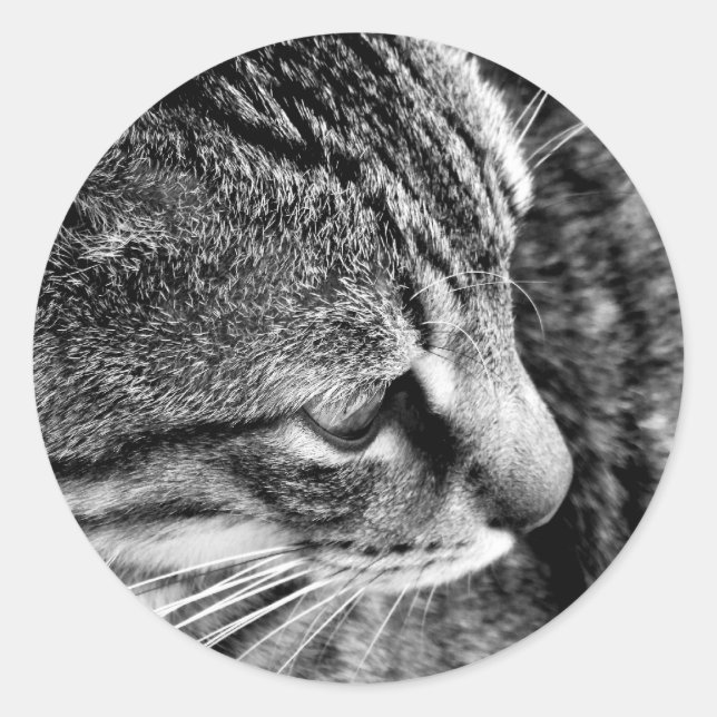Black & White Cat Photography Sticker (Front)