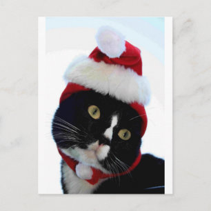 Black & White Cat Santa Hat looking left no frame Holiday Postcard