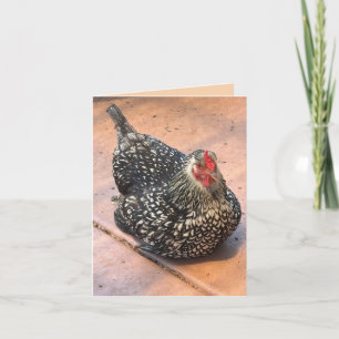 Black & White Chicken Resting Photo Card