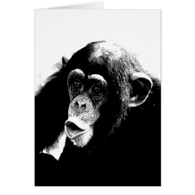 Black White Chimpanzee (Front)