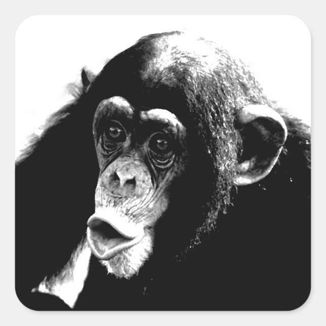 Black White Chimpanzee Square Sticker (Front)