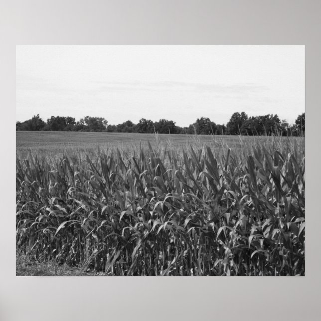 Black & White Cornstalks in a Rural Field 16x20 Poster (Front)