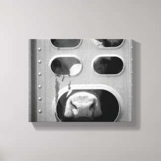 Black & White Cow Poking His Nose Through 8x10 Canvas Print