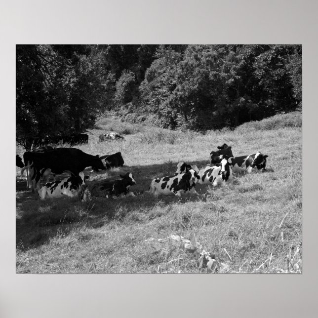 Black & White Cows Under a Shade Tree 16x20 Poster (Front)