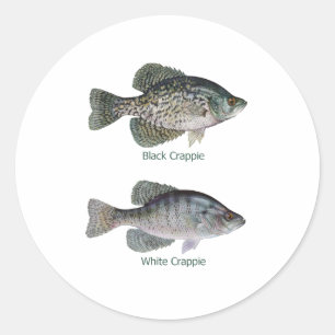 Black - White Crappie (titled) Classic Round Sticker