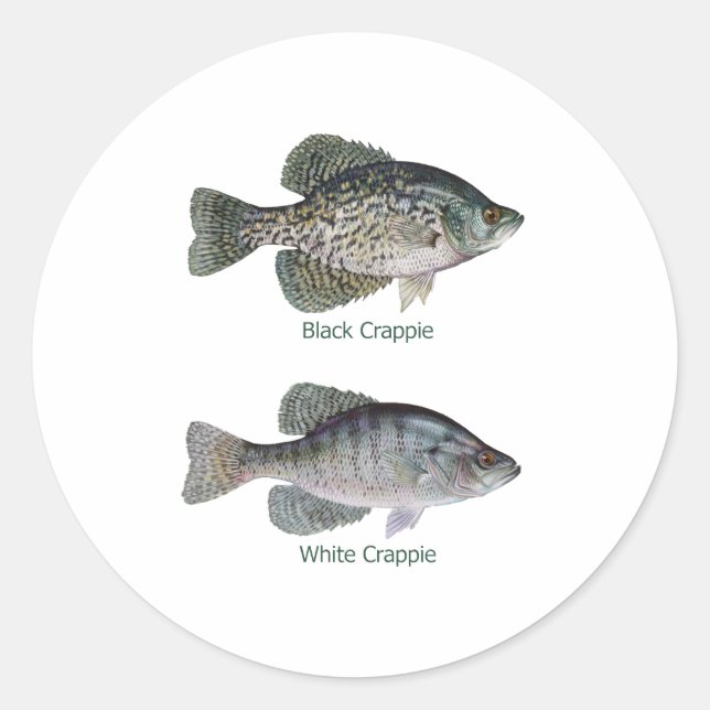 Black - White Crappie (titled) Classic Round Sticker (Front)
