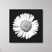 Black White Daisy Floral Art Botanical Photography