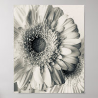 Black white daisy flower photo