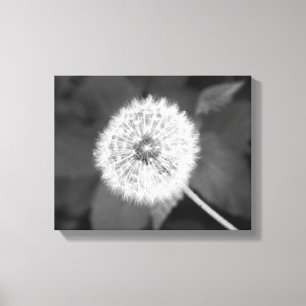 Black & White Dandelion in Front of Leaves 11x14 Canvas Print