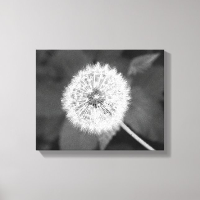 Black & White Dandelion in Front of Leaves 11x14 Canvas Print (Front)