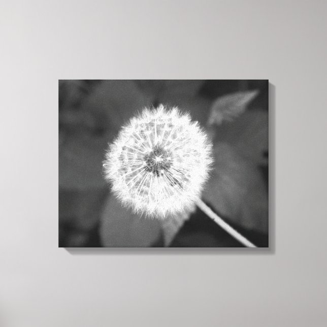 Black & White Dandelion in Front of Leaves 16x20 Canvas Print (Front)