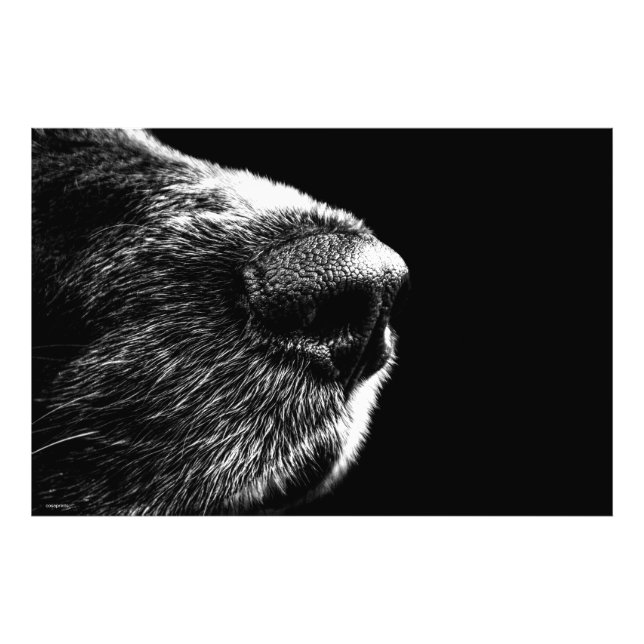 Black white dog nose photo poster modern art (Front)