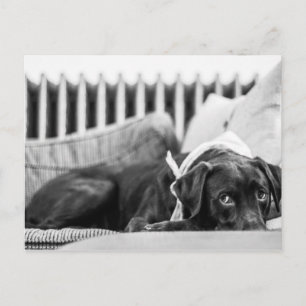 Black & White Dog Relaxing Sleepy Chocolate Lab Postcard
