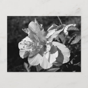 Black & White Double Hibiscus Flower Postcard
