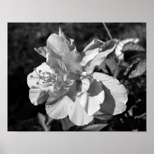 Black & White Double Hibiscus Flower Poster