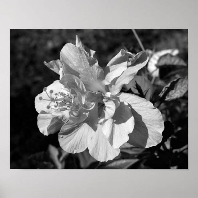 Black & White Double Hibiscus Flower Poster (Front)