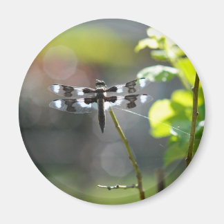 Black & White Dragonfly Magnet