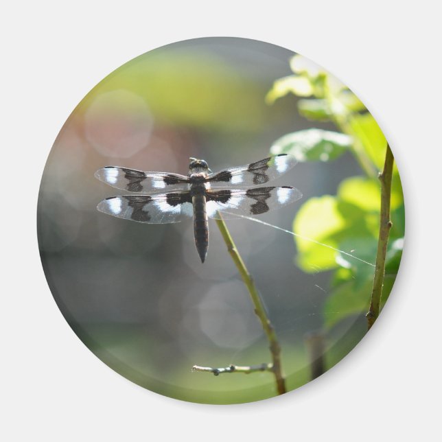 Black & White Dragonfly Magnet (Front)