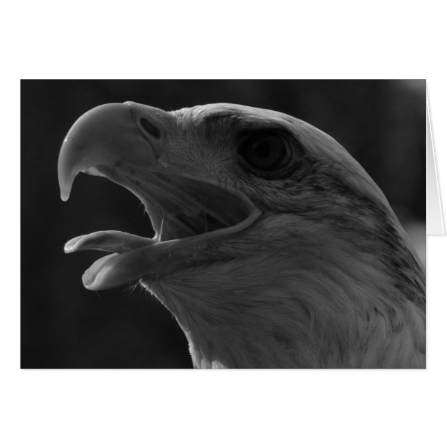 Black & White Eagle (Front Horizontal)