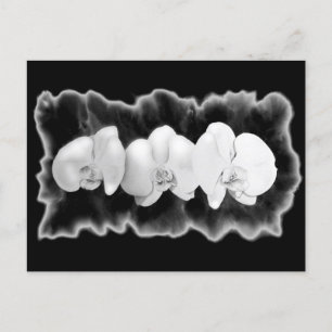 Black White floral painting orchids Postcard