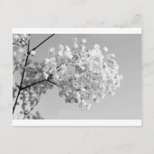 Black & White Floral Postcard