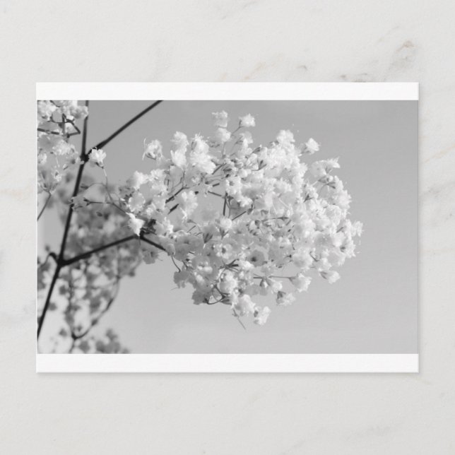 Black & White Floral Postcard (Front)