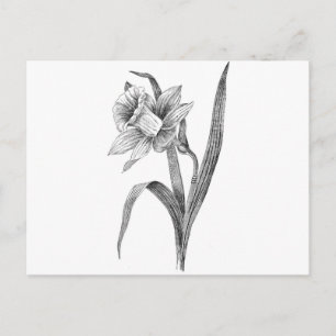 black white flowers daffodil vintage postcard