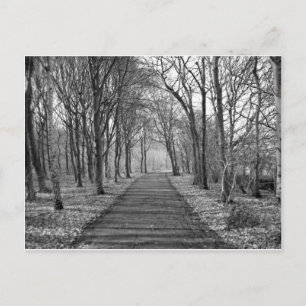 Black/White Forest Postcard