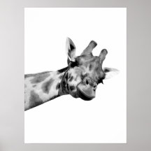 Black white giraffe african animal peekaboo photo