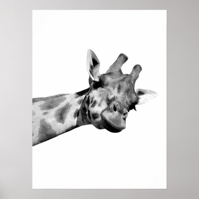 Black white giraffe african animal peekaboo photo poster (Front)