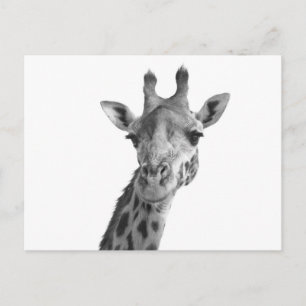 Black & White Giraffe Postcard