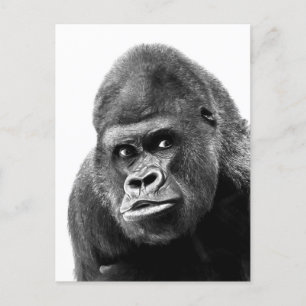 Black White Gorilla Holiday Postcard