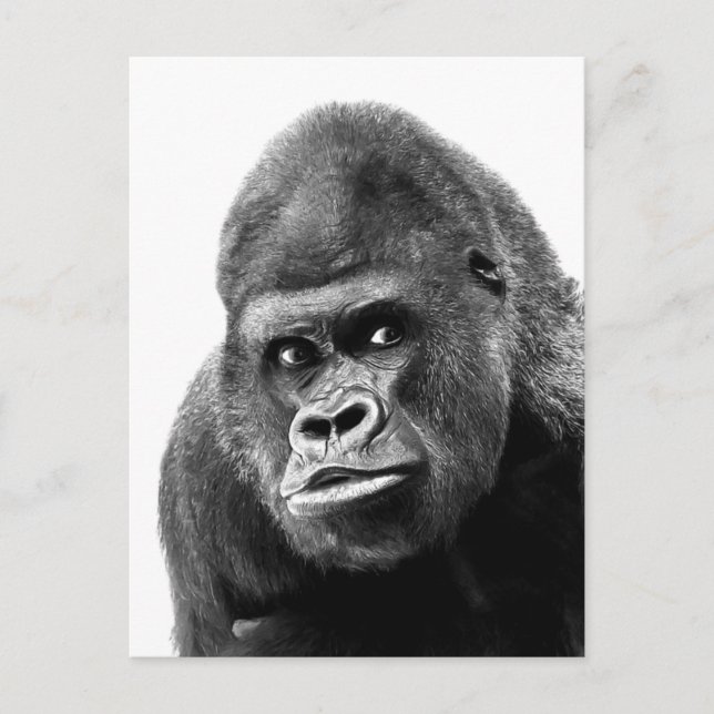 Black White Gorilla Holiday Postcard (Front)
