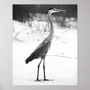 Black & White Heron Standing on the Sandy Beach Poster