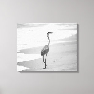 Black & White Heron Walking  on the Beach 16x20 Canvas Print
