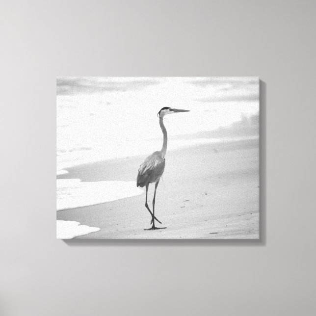 Black & White Heron Walking  on the Beach 16x20 Canvas Print (Front)