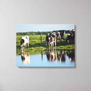 Black, White Holstein Cows Having a Drink Canvas Print