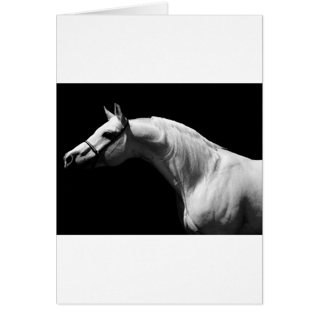 Black & White Horse (Front)