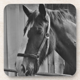 Black White Horse - Animal Photography Art Coaster