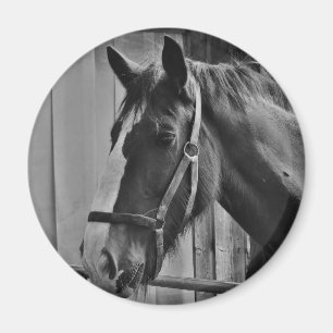 Black White Horse - Animal Photography Art Magnet