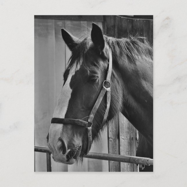 Black White Horse - Animal Photography Art Postcard (Front)