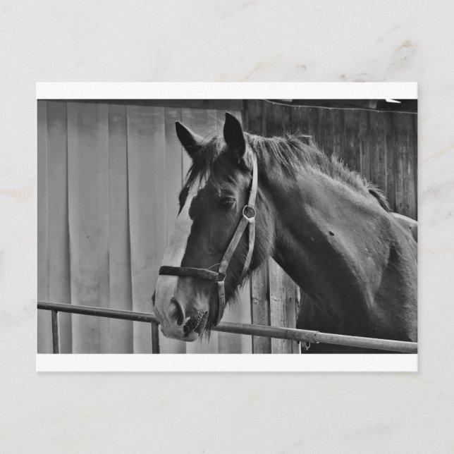 Black White Horse - Animal Photography Art Postcard (Front)