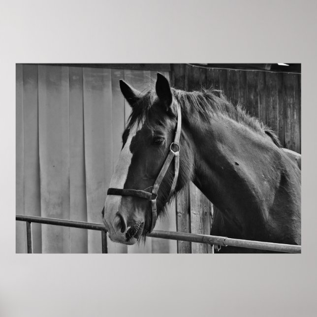 Black White Horse - Animal Photography Art Poster (Front)