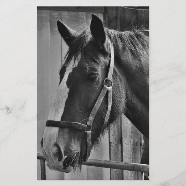 Black White Horse - Animal Photography Art Stationery (Front)