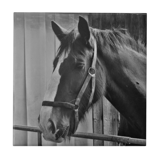 Black White Horse - Animal Photography Art Tile (Front)