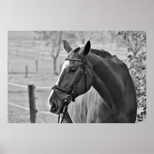 Black White Horse - Animal Photography Artwork Poster (Front)