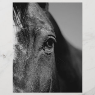 Black White Horse Eye Artwork