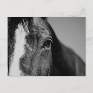 Black White Horse Eye Artwork Postcard