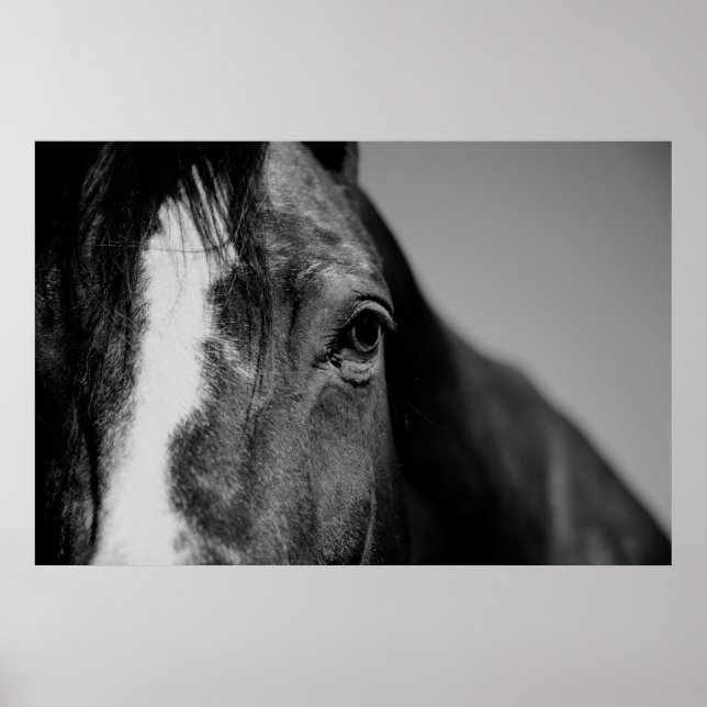Black White Horse Eye Artwork Poster (Front)